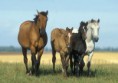 Curly paard (curly)